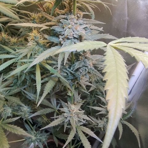 Diabo rojo growlog timeline photo