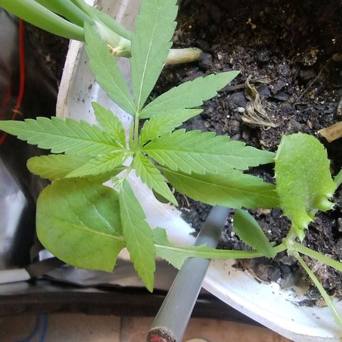 Purple lemonade#2 growlog timeline photo