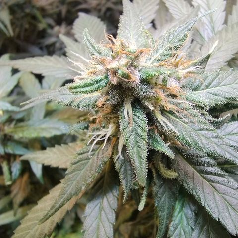 Purple lemonade growlog timeline photo