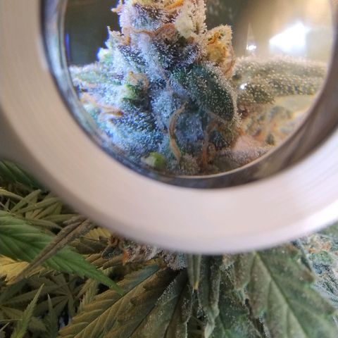 Diabo rojo growlog timeline photo