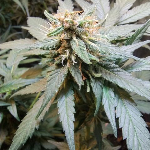 Purple lemonade growlog timeline photo