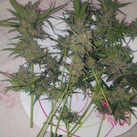 Diabo rojo growlog timeline photo