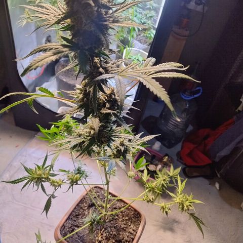 Diabo rojo growlog timeline photo