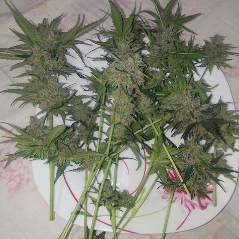 Diabo rojo growlog timeline photo
