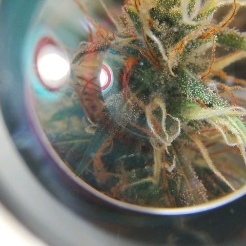 #skunk1 growlog timeline photo