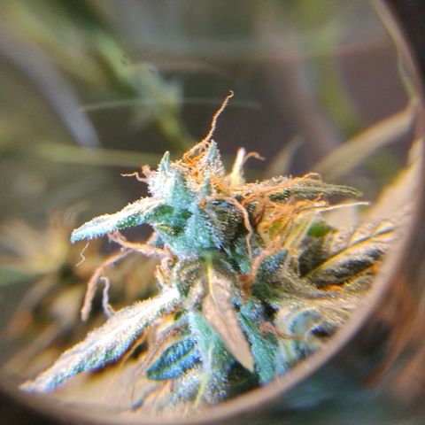 #skunk1 growlog timeline photo