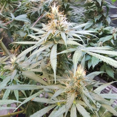 #skunk1 growlog timeline photo