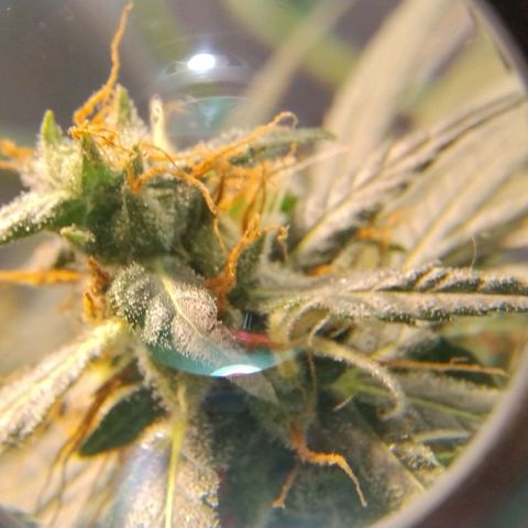 #skunk1 growlog timeline photo