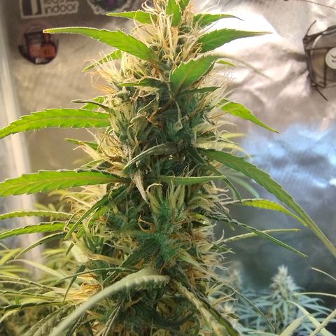 #skunk1 growlog timeline photo