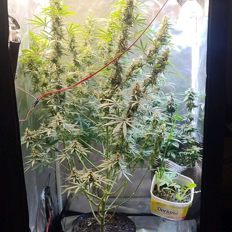 #skunk1 growlog timeline photo