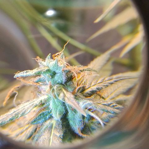 #skunk1 growlog timeline photo