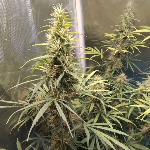 #skunk1 growlog timeline photo