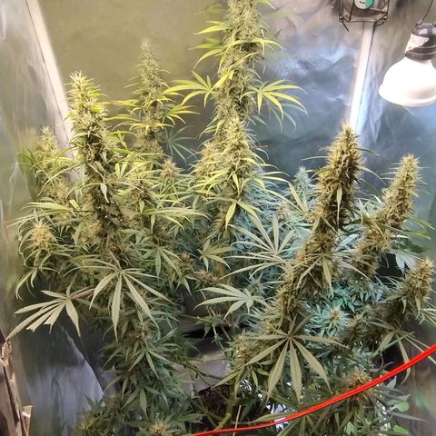 #skunk1 growlog timeline photo