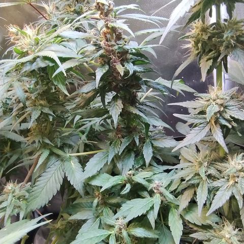 Purple lemonade#2 growlog timeline photo