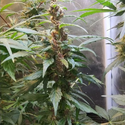 Purple lemonade#2 growlog timeline photo