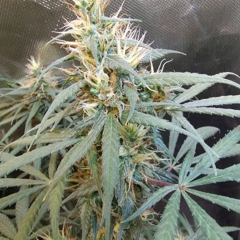 #skunk1 growlog timeline photo