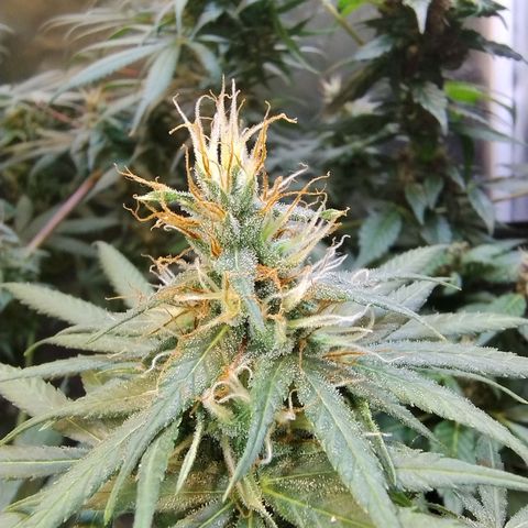 #skunk1 growlog timeline photo