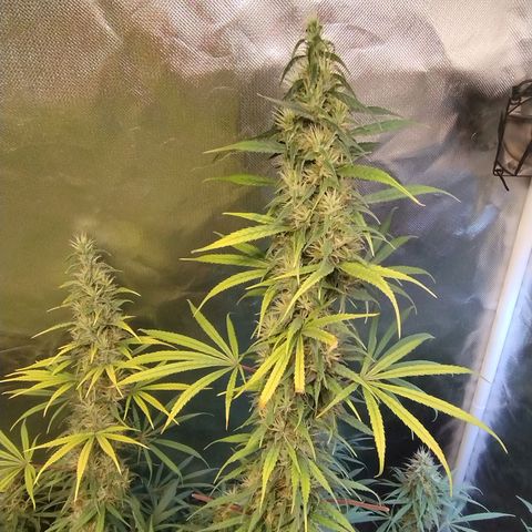 #skunk1 growlog timeline photo
