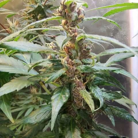 Purple lemonade#2 growlog timeline photo