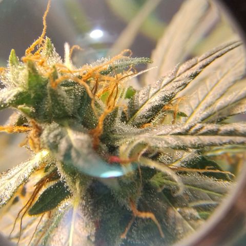 #skunk1 growlog timeline photo