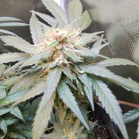 Purple lemonade growlog timeline photo