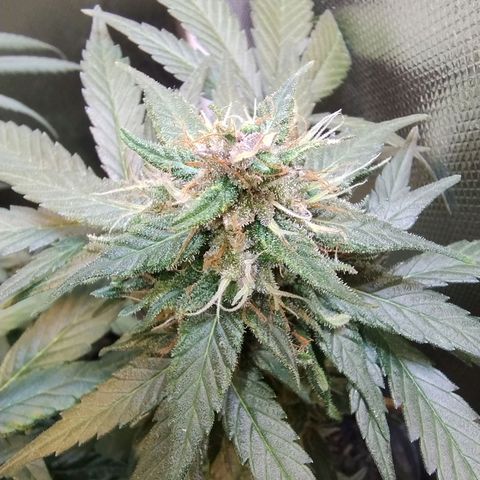 Purple lemonade growlog timeline photo