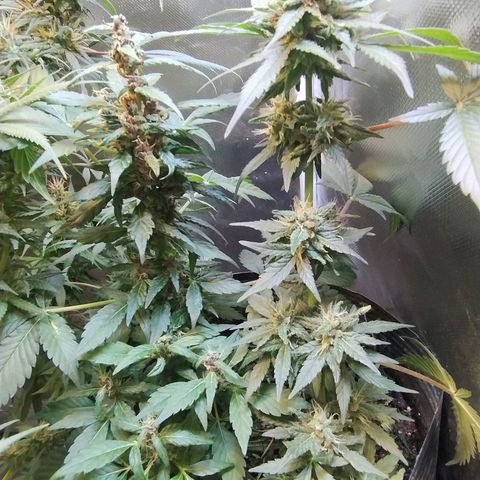 Purple lemonade growlog timeline photo