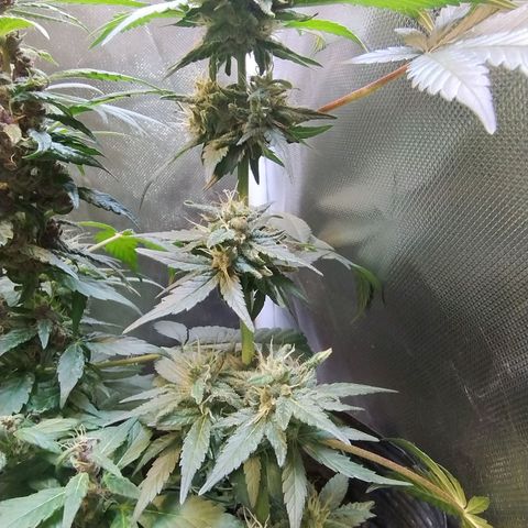 Purple lemonade#2 growlog timeline photo