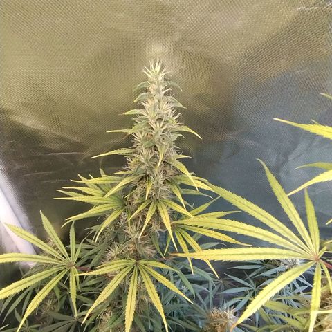 #skunk1 growlog timeline photo