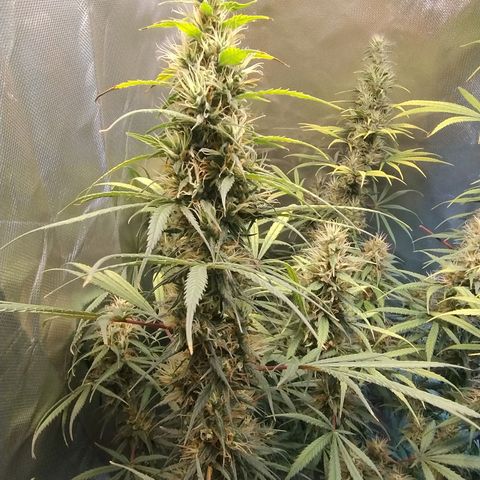 #skunk1 growlog timeline photo