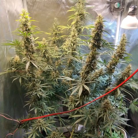 #skunk1 growlog timeline photo