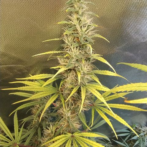 #skunk1 growlog timeline photo