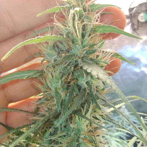 #skunk1 growlog timeline photo