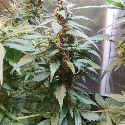 Purple lemonade#2 growlog timeline photo