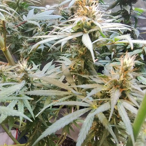Purple lemonade growlog timeline photo