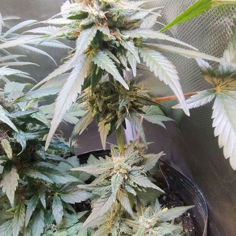 Purple lemonade growlog timeline photo