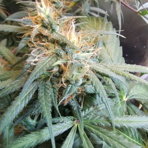 #skunk1 growlog timeline photo