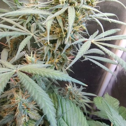 #skunk1 growlog timeline photo