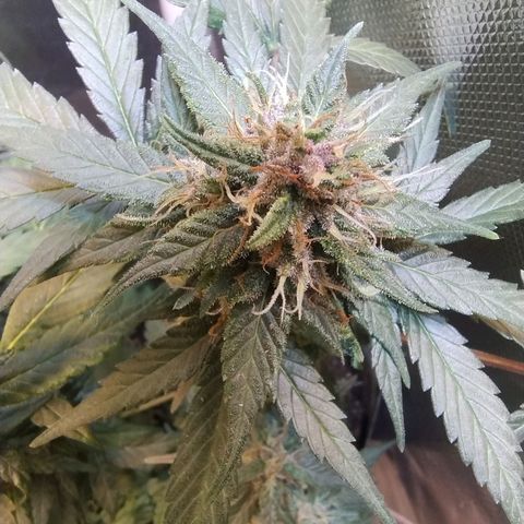 Purple lemonade growlog timeline photo