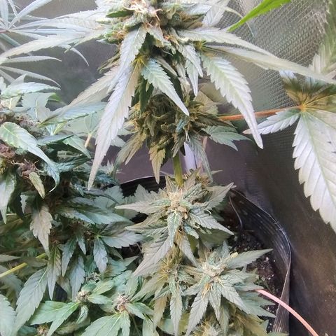 Purple lemonade growlog timeline photo