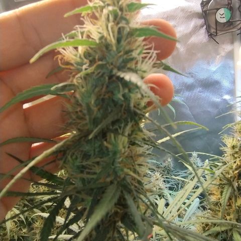 #skunk1 growlog timeline photo