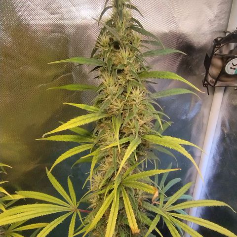 #skunk1 growlog timeline photo