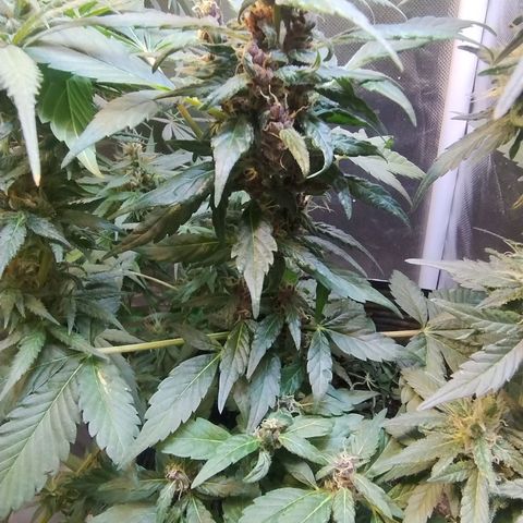 Purple lemonade#2 growlog timeline photo
