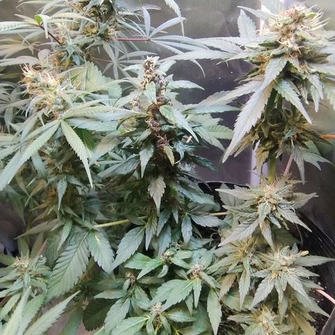 Purple lemonade#2 growlog timeline photo