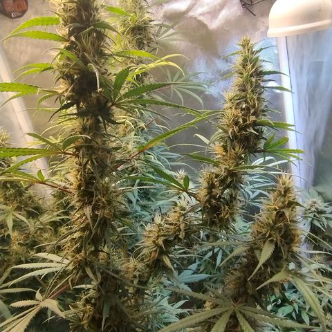 #skunk1 growlog timeline photo