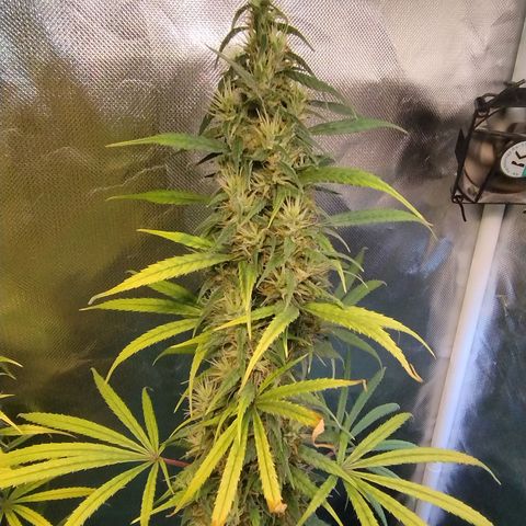 #skunk1 growlog timeline photo