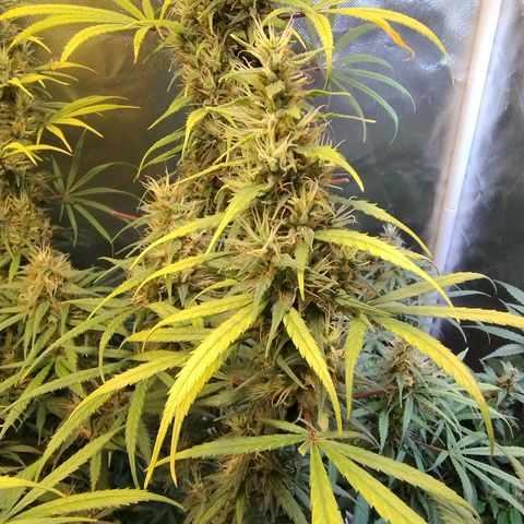 #skunk1 growlog timeline photo