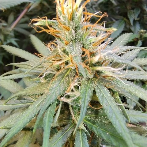 #skunk1 growlog timeline photo