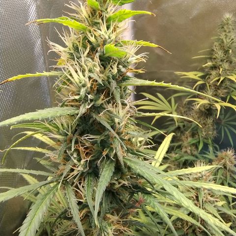 #skunk1 growlog timeline photo