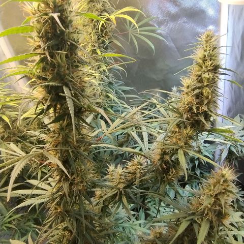 #skunk1 growlog timeline photo